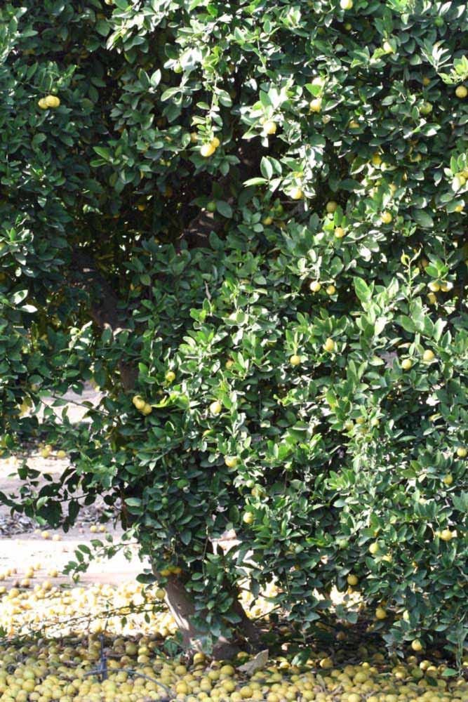            Habit (Mexican, Riverside, CA)   